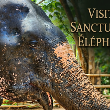 Visite sanctuaire d'éléphants en demi journée
